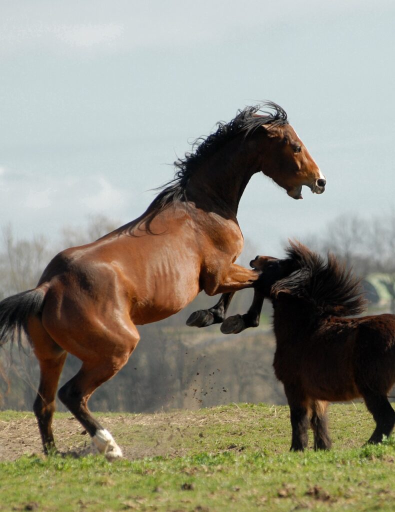 gedragsproblemen bij paarden