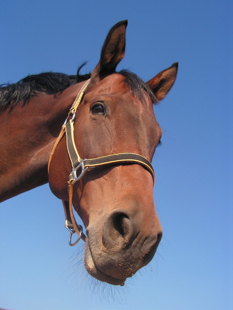 stress bij paarden